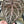 Anthurium Tortoise Shell Brown '34' x Purple Rain '27' by DocBlock® *Grower's choice*