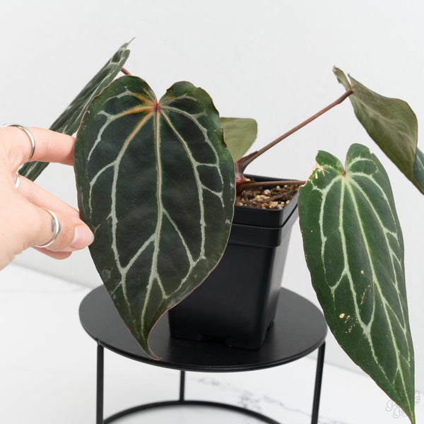 Anthurium Tortoise Shell Grey '36' x Black Widow '13' by DocBlock® (wk9-H)