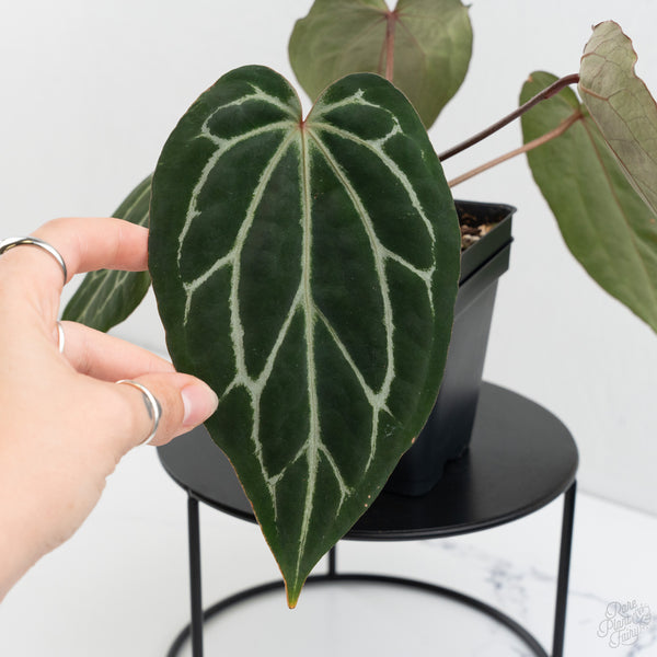 Anthurium Tortoise Shell Grey '36' x Black Widow '13' by DocBlock® (wk9-H)