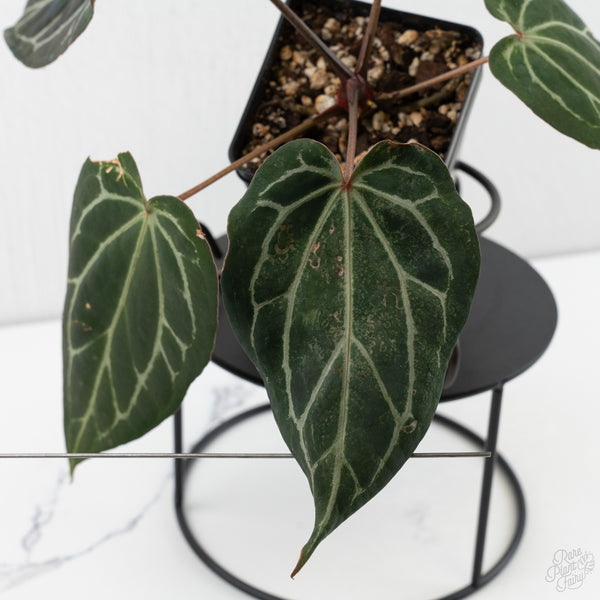 Anthurium Tortoise Shell Grey '36' x Black Widow '13' by DocBlock® (wk9-H)