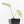 Anthurium 'Tropiflora Delta' x Antolakii (Formerly BVEP) (wk30-R)