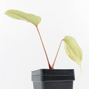 Anthurium 'Tropiflora Delta' x Antolakii (Formerly BVEP) (wk30-R)