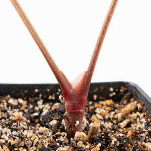 Anthurium 'Tropiflora Delta' x Antolakii (Formerly BVEP) (wk30-R)