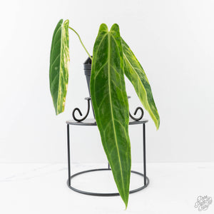 Anthurium Warocqueanum "Queen Anthurium" Variegated (wk43-U180)
