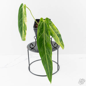 Anthurium Warocqueanum "Queen Anthurium" Variegated (wk43-U180)