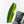 Anthurium Warocqueanum 