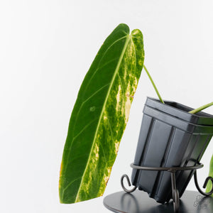 Anthurium Warocqueanum "Queen Anthurium" Variegated (wk43-U180)