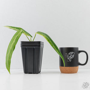 Anthurium Warocqueanum "Queen Anthurium" Variegated (wk43-U58)