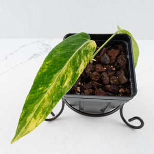 Anthurium Warocqueanum "Queen Anthurium" Variegated (wk36-U58)