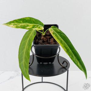 Anthurium Warocqueanum "Queen Anthurium" Variegated (wk43-U58)
