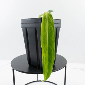 Anthurium Warocqueanum "Queen Anthurium" Variegated (wk36-U58)