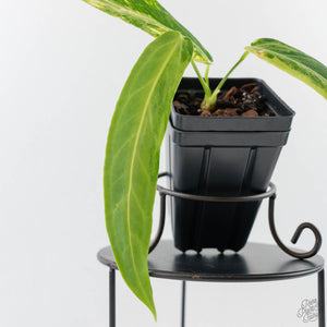 Anthurium Warocqueanum "Queen Anthurium" Variegated (wk43-U58)