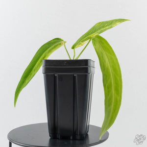 Anthurium Warocqueanum "Queen Anthurium" Variegated (wk43-U58)