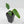 Anthurium Warocqueanum Dark Form x Luxurians (wk44-U198)