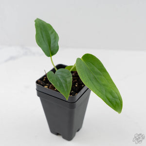 Anthurium Warocqueanum Dark Form x Luxurians (wk44-U198)