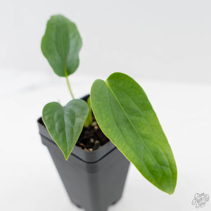 Anthurium Warocqueanum Dark Form x Luxurians (wk44-U198)