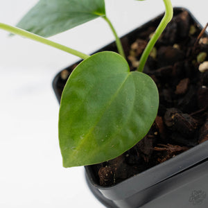 Anthurium Warocqueanum Dark Form x Luxurians (wk44-U198)