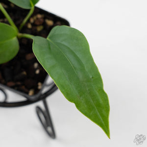 Anthurium Warocqueanum Dark Form x Luxurians (wk44-U198)