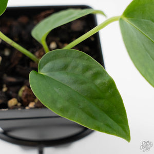 Anthurium Warocqueanum Dark Form x Luxurians (wk44-U198)