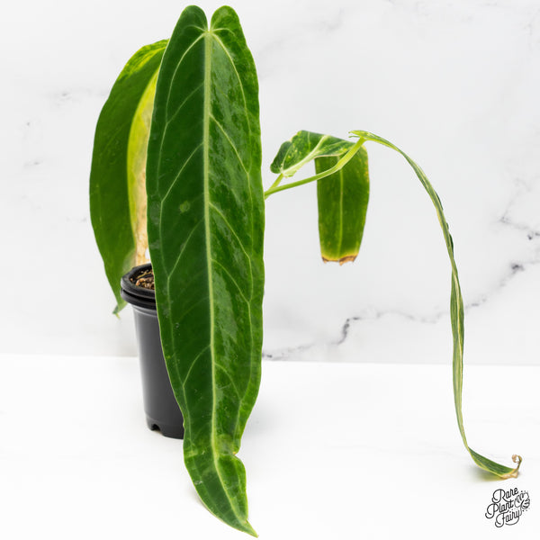 Anthurium Warocqueanum "Queen Anthurium" Variegated (wk50-UJ)