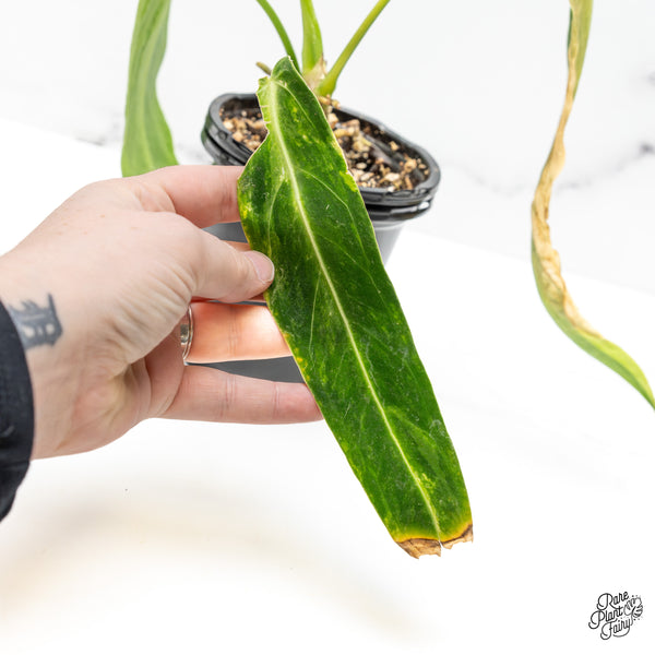 Anthurium Warocqueanum "Queen Anthurium" Variegated (wk50-UJ)