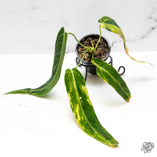 Anthurium Warocqueanum "Queen Anthurium" Variegated (wk50-UJ)