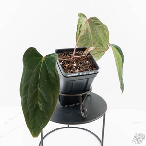 Anthurium 'Wuhoo's First Night' x Antolakii (formerly BVEP) (wk27-J) Blister Variegated
