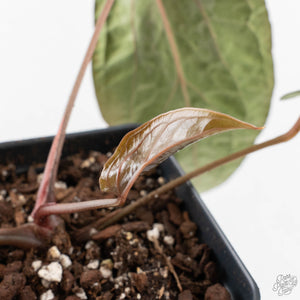 Anthurium 'Wuhoo's First Night' x Antolakii (formerly BVEP) (wk27-J) Blister Variegated