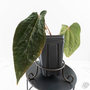 Anthurium 'Wuhoo's First Night' x Antolakii (formerly BVEP) (wk27-J) Blister Variegated