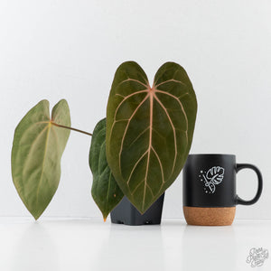 Anthurium 'Wuhoo's First Night' x 'Carlablackiae' - Blister Variegated (wk44-L408)