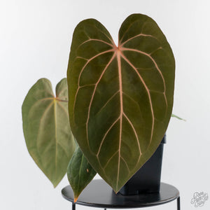 Anthurium 'Wuhoo's First Night' x 'Carlablackiae' - Blister Variegated (wk44-L408)