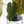 Anthurium 'Wuhoo's First Night' x 'Carlablackiae' - Blister Variegated (wk44-L408)