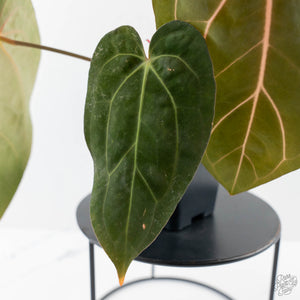 Anthurium 'Wuhoo's First Night' x 'Carlablackiae' - Blister Variegated (wk44-L408)