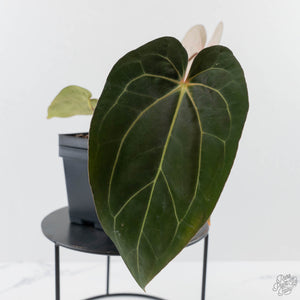 Anthurium 'Wuhoo's First Night' x 'Carlablackiae' - Blister Variegated (wk44-L408)