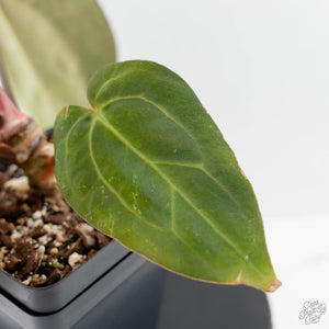 Anthurium 'Wuhoo's First Night' x 'Carlablackiae' - Blister Variegated (wk44-L408)