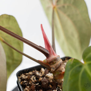 Anthurium 'Wuhoo's First Night' x 'Carlablackiae' - Blister Variegated (wk44-L408)