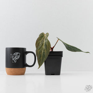 Anthurium 'Wuhoo's First Night' x 'Carlablackiae' - Blister Variegated (wk43-L386)