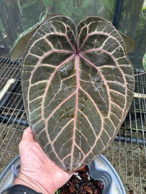 Anthurium Zara '33' x  Home, Sweet Home '32' by DocBlock® *Grower's choice*