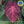 Anthurium Zara '29' x Zara '3' by DocBlock® *Grower's choice*