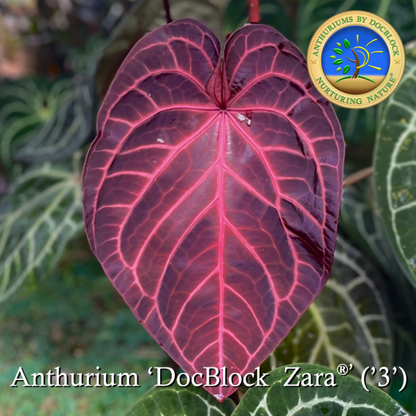 Anthurium Zara '29' x Zara '3' by DocBlock® *Grower's choice*