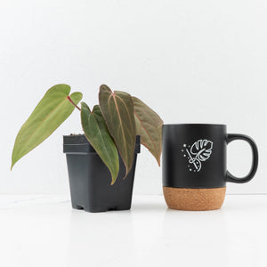 Anthurium (Carlablackiae × Portillae) x Dressleri (wk32-K)