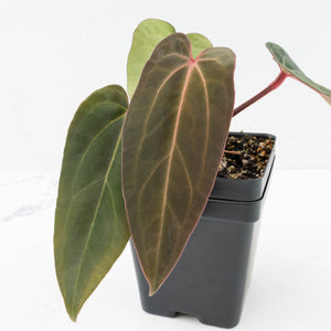 Anthurium (Carlablackiae × Portillae) x Dressleri (wk32-K)
