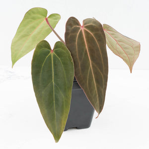 Anthurium (Carlablackiae × Portillae) x Dressleri (wk32-K)