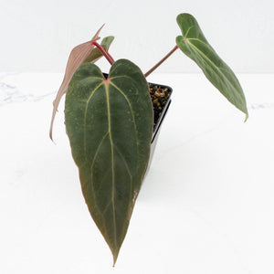 Anthurium (Carlablackiae × Portillae) x Dressleri (wk32-K)