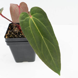 Anthurium (Carlablackiae × Portillae) x Dressleri (wk32-K)