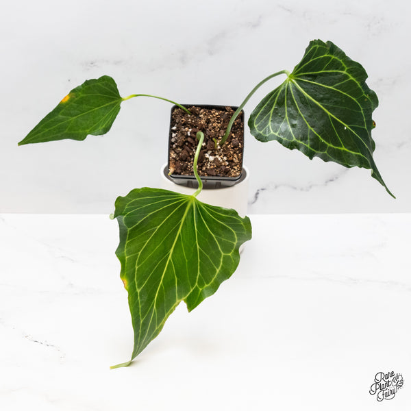 Anthurium 'Delta Force' (wk45-B)