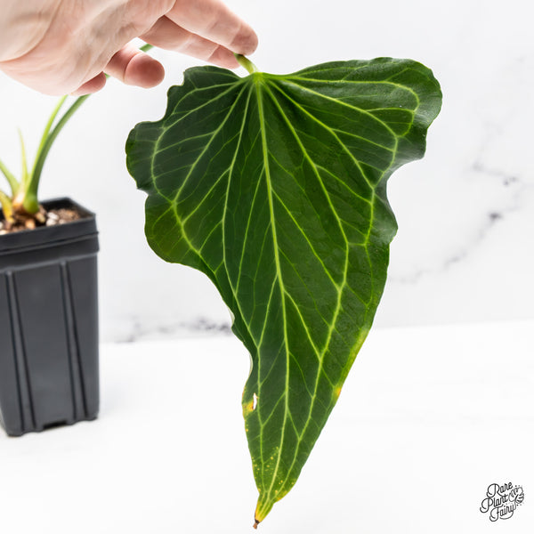 Anthurium 'Delta Force' (wk51-A)