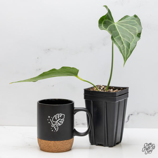 Anthurium 'Delta Force' (wk51-R)