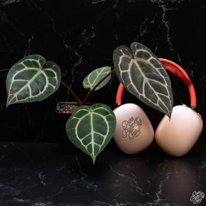 Anthurium Orange '26' x DocBlock Red Crystal '12' by DocBlock® *Grower's choice*