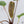 Anthurium 'Tropiflora Delta' x Antolakii (Formerly BVEP) (wk35-B)